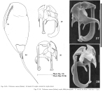 Trichocerca mucosa
