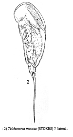 Trichocerca mucosa