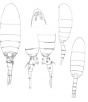 Pseudodiaptomus pelagicus body