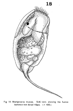Trichocerca mucosa