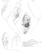 Trichocerca mucosa