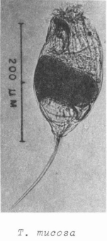 Trichocerca mucosa