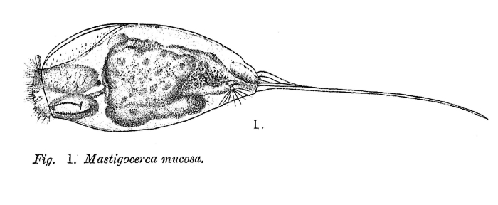 Trichocerca mucosa - Original description image