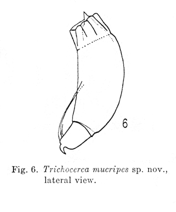 Trichocerca mucripes - Original description image