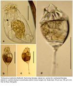 Trichocerca multicrinis