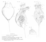Trichocerca multicrinis