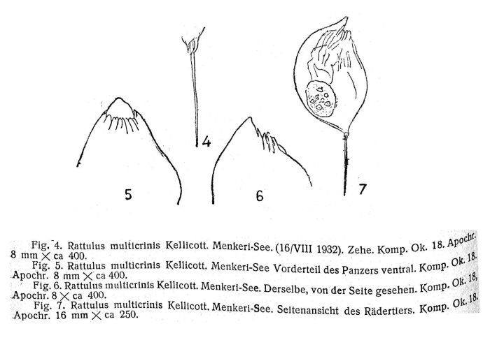 Trichocerca multicrinis Trichocerca multicrinis