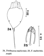 Trichocerca multicrinis