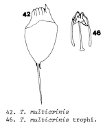 Trichocerca multicrinis