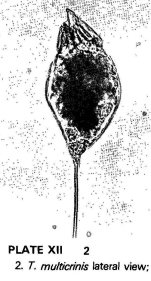 Trichocerca multicrinis