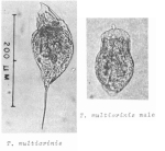 Trichocerca multicrinis