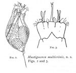 Trichocerca multicrinis