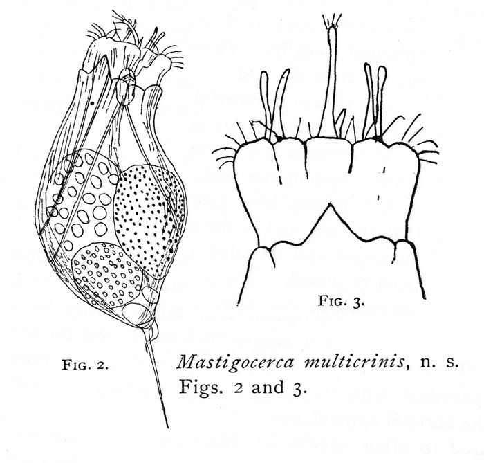 Trichocerca multicrinis Trichocerca multicrinis