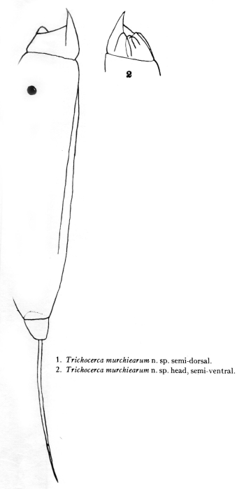 Trichocerca murchiearum - Original description image