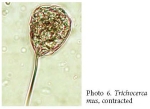 Trichocerca mus