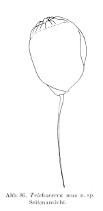 Trichocerca mus - Original description image