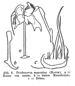 Trichocerca musculus
