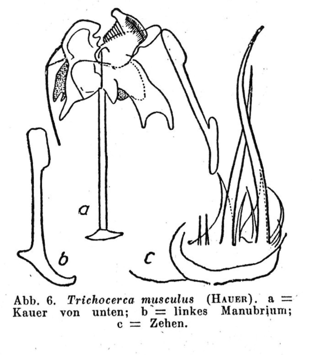 Trichocerca musculus Trichocerca musculus