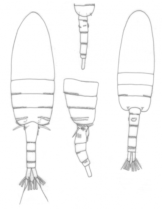 Pseudodiaptomus annandalei body