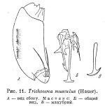 Trichocerca musculus