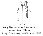 Trichocerca musculus