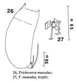 Trichocerca musculus