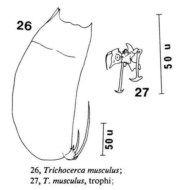 Trichocerca musculus Trichocerca musculus