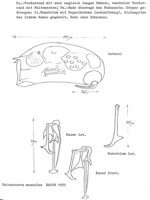 Trichocerca musculus