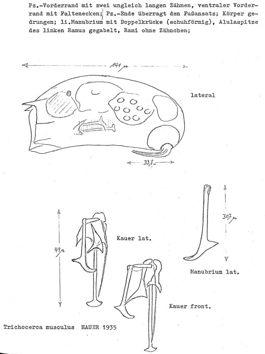 Trichocerca musculus Trichocerca musculus