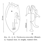 Trichocerca musculus