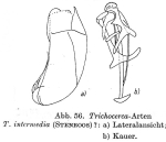 Trichocerca musculus