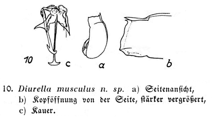 Trichocerca musculus - Original description image