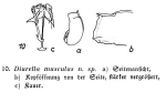 Trichocerca musculus