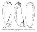 Trichocerca myersi