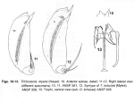 Trichocerca myersi