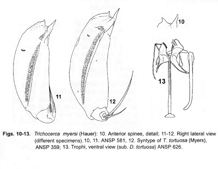 Trichocerca myersi Trichocerca myersi