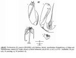 Trichocerca myersi