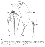 Trichocerca myersi