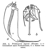 Trichocerca myersi