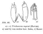 Trichocerca myersi