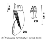 Trichocerca myersi