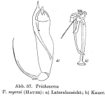 Trichocerca myersi