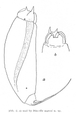 Trichocerca myersi - Original description image