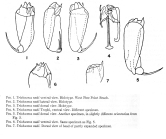 Trichocerca neeli