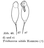 Trichocerca nitida