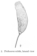 Trichocerca nitida - Original description image