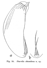 Trichocerca obtusidens - Original description image