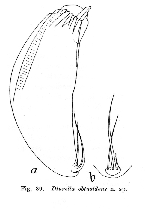 Trichocerca obtusidens - Original description image