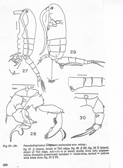 Pseudodiaptomus malayalus