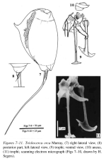 Trichocerca orca